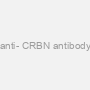 anti- CRBN antibody
